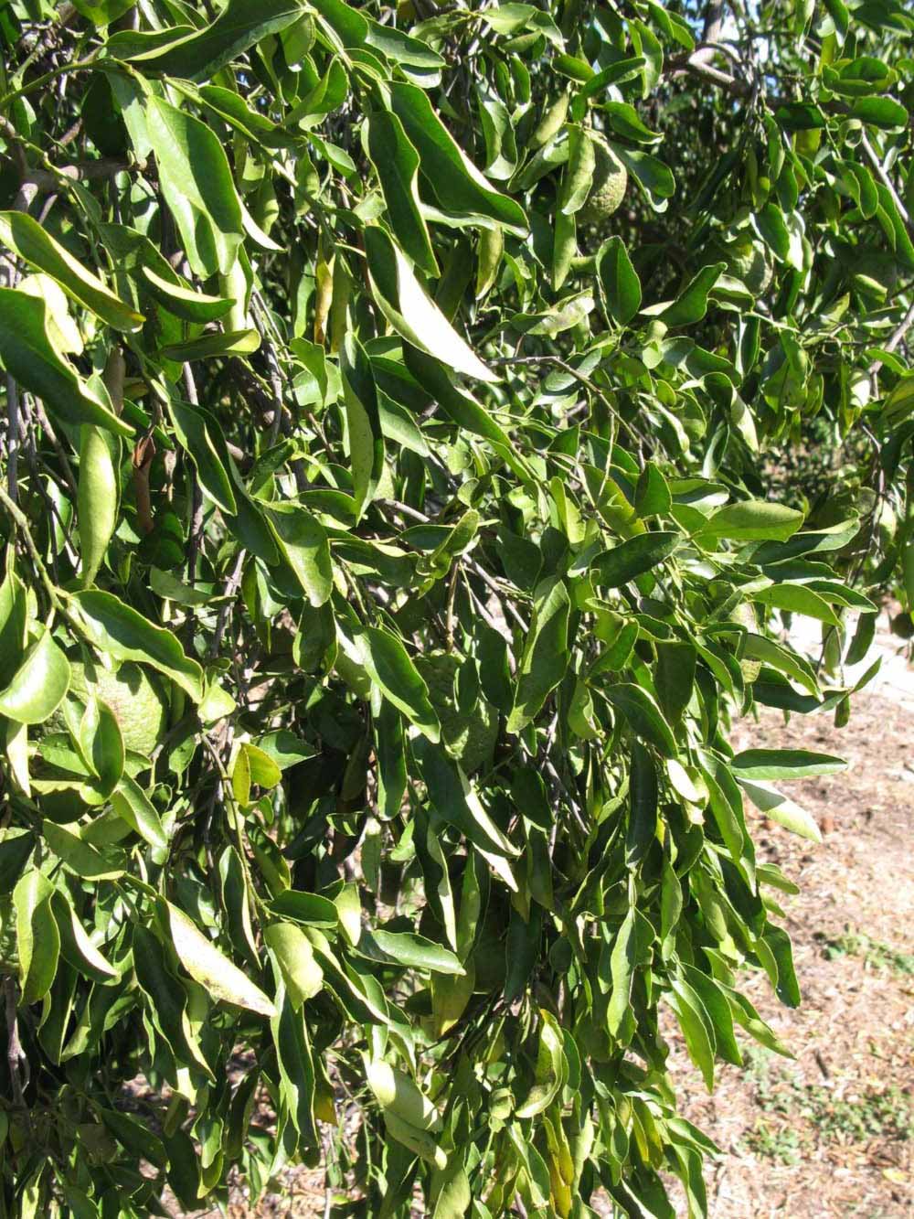            Sun leaves (Winter Haven, FL)   